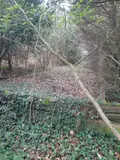 Terrains de loisirs bois etangs a vendre Aizenay 85190 Vendée 85 41280 euros 85091-5199 007