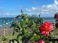 Maison a vendre Cancale 35260 Ille-et-Vilaine 35 80 m2 3 pièces 606460 euros 240 004