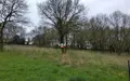 Terrain a batir a vendre Carhaix-Plouguer 29270 Finistère 29 84000 euros 29066-3859 003