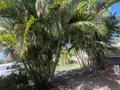 Maison a vendre Le Vauclin 97280 Martinique 972 124 m2 294000 euros 97204-406 026