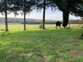 Maison a vendre Rignieux-le-Franc 01800 Ain 01 292 m2 6 pièces 325000 euros 01067-945 013