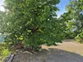 Maison a vendre Dagneux 01120 Ain 01 100 m2 5 pièces 490000 euros 01070-813 010