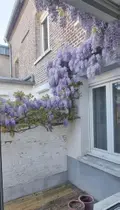Maison a vendre Arras 62000 Pas-de-Calais 62 150 m2 5 pièces 259000 euros 62133-1480 003