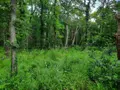 Terrain a batir a vendre Soullans 85300 Vendée 85 106600 euros 85091-5099 005