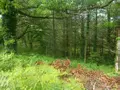 Terrains de loisirs bois etangs a vendre Malguénac 56300 Morbihan 56 6400 euros 56062-2019 003