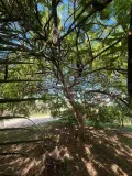 Maison a vendre Le Vauclin 97280 Martinique 972 92 m2 5 pièces 399000 euros 97204-312 012