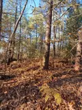 Terrains de loisirs bois etangs a vendre Trédion 56250 Morbihan 56 2800 euros 56056-167 002