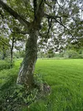 Maison a vendre Brech 56400 Morbihan 56 176 m2 9 pièces 640000 euros 56003-1056 025