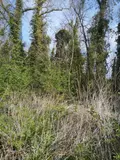 Terrains de loisirs bois etangs a vendre Thun-Saint-Martin 59141 Nord 59 4700 euros 59084-1559 002