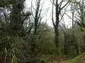 Terrains de loisirs bois etangs a vendre Saint-Tugdual 56540 Morbihan 56 10600 euros 56075-2343 003
