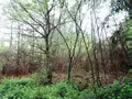 Terrains de loisirs bois etangs a vendre Saint-Marcel 56140 Morbihan 56 9400 euros 56049-830 001