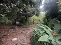 Terrain a batir a vendre Saint-Pierre 97250 Martinique 972 178928 euros 97410-730 001