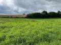 Terrains de loisirs bois etangs a vendre Reffuveille 50520 Manche 50 21800 euros 50020-1438 001