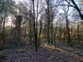 Terrains de loisirs bois etangs a vendre Trédion 56250 Morbihan 56 2800 euros 56056-167 003
