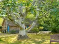 Maison a vendre Fouesnant 29170 Finistère 29 133 m2 6 pièces 1881000 euros 29014-3171 013