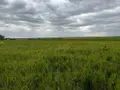 Terrain a batir a vendre Proyart 80340 Somme 80 40000 euros 80121-2495 002