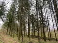 Terrains de loisirs bois etangs a vendre Champ-du-Boult 14380 Calvados 14 56710 euros 14076-5853 002