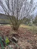 Terrain a batir a vendre Mailly-Maillet 80560 Somme 80 32000 euros 80121-2626 004