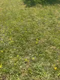 Terrain a batir a vendre Noyal-Pontivy 56920 Morbihan 56 63000 euros 56001-1141 001
