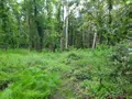 Terrain a batir a vendre Soullans 85300 Vendée 85 106600 euros 85091-5099 004