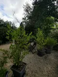 Location maison Pluzunet 22140 Côtes-d'Armor 22 87 m2 4 pièces 780 euros 22102-L30 005