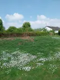 Terrain a batir a vendre Bajus 62150 Pas-de-Calais 62 43000 euros 62113-1229 002