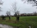 Terrains de loisirs bois etangs a vendre Saint-Aubin-des-Bois 14380 Calvados 14 82715 euros 50038-2709 004