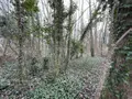Terrains de loisirs bois etangs a vendre Le Mans 72000 Sarthe 72 11800 euros 72126-2902 002