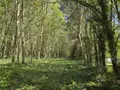 Terrains de loisirs bois etangs a vendre La Roche-Neuville 53200 Mayenne 53 95700 euros 53073-1758 003