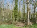 Terrains de loisirs bois etangs a vendre Pont-Farcy 50420 Manche 50 11000 euros 14076-5642 001