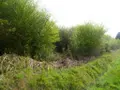 Maison a vendre Ploërdut 56160 Morbihan 56 100 m2 2 pièces 49550 euros 56075-2002 004