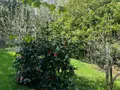 Maison a vendre Huelgoat 29690 Finistère 29 55 m2 3 pièces 93280 euros 29064-2742 011