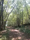 Terrains de loisirs bois etangs a vendre Marsan 32270 Gers 32 15000 euros 32002-1429 002