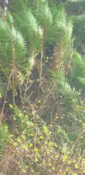 Terrain a batir a vendre Plougonvelin 29217 Finistère 29 360692 euros 29058-1678 003