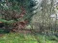 Terrains de loisirs bois etangs a vendre Aizenay 85190 Vendée 85 41280 euros 85091-5199 005