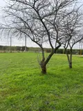 Fonds et murs commerciaux a vendre Parçay-sur-Vienne 37220 Indre-et-Loire 37 500 m2 90100 euros 37060-2284 005