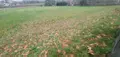 Terrain a batir a vendre Malause 82200 Tarn-et-Garonne 82 2600 m2 39000 euros 1467 003