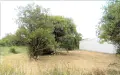 Terrain a batir a vendre Saint-Denis-d'Oléron 17650 Charente-Maritime 17 157800 euros DD/JOM/23-21 001