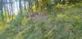 Terrain a batir a vendre Malause 82200 Tarn-et-Garonne 82 1033 m2 29000 euros 1537 002