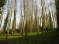 Terrains de loisirs bois etangs a vendre Nogent-le-Rotrou 28400 Eure-et-Loir 28 26500 euros NOG 1039 004