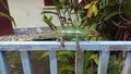 Maison a vendre Saint-Benoît 97470 La Réunion 974 60 m2 3 pièces 108000 euros achat_maison_com_97410_97470 016