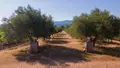 Propriete viticole a vendre Gonfaron 83590 Var 83 420 m2 1450000 euros domainegonfaron 007
