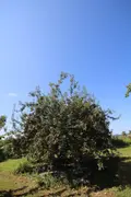 Maison a vendre Najac 12270 Aveyron 12 154 m2 7 pièces 354600 euros 3103 023