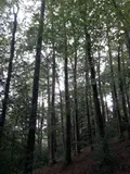 Terrains de loisirs bois etangs a vendre Saint-Thomas-de-Courceriers 53160 Mayenne 53 2700 euros 925 004