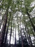Terrains de loisirs bois etangs a vendre Saint-Thomas-de-Courceriers 53160 Mayenne 53 2700 euros 925 007