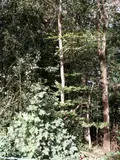 Terrains de loisirs bois etangs a vendre Saint-Thomas-de-Courceriers 53160 Mayenne 53 2700 euros 925 011