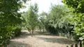 Terrain a batir a vendre Sery 08270 Ardennes 08 26000 euros 08018-TEBA-2013 002