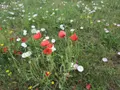 Bien agricole a vendre Saint-Pierre-de-Varennes 71670 Saône-et-Loire 71 42400 euros BA0423SP 004