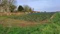 Terrain a batir a vendre Plougasnou 29630 Finistère 29 1050 m2 78000 euros MUTB 002