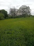 Terrain a batir a vendre Pellevoisin 36180 Indre 36 18000 euros 016/377 001